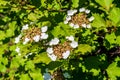 Blooming white flowers of Guelder plant in a garden.