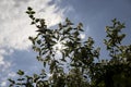 blooming white flowers jasmine bush in the spring season Royalty Free Stock Photo