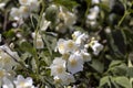 blooming white flowers jasmine bush in the spring season Royalty Free Stock Photo