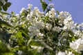 blooming white flowers jasmine bush in the spring season Royalty Free Stock Photo