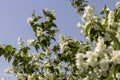 blooming white flowers jasmine bush in the spring season Royalty Free Stock Photo