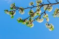 Blooming white flowers on a plum branch Royalty Free Stock Photo