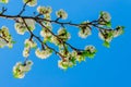 Blooming white flowers on a plum branch Royalty Free Stock Photo