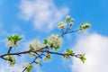 Blooming white flowers on a plum branch Royalty Free Stock Photo