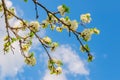 Blooming white flowers on a plum branch Royalty Free Stock Photo