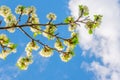 Blooming white flowers on a plum branch Royalty Free Stock Photo