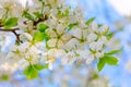 Blooming white flowers on a plum branch Royalty Free Stock Photo