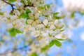 Blooming white flowers on a plum branch Royalty Free Stock Photo