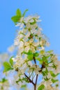 Blooming white flowers on a plum branch Royalty Free Stock Photo