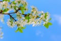 Blooming white flowers on a plum branch Royalty Free Stock Photo