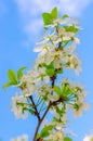 Blooming white flowers on a plum branch Royalty Free Stock Photo