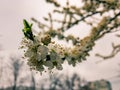 Blooming white flowers plum branch with green leaves. Royalty Free Stock Photo