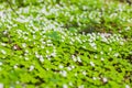 Blooming white flowers of shamrock in forest