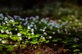 Blooming white flowers of shamrock in forest