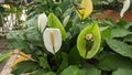 Blooming white flowers spathiphyllum