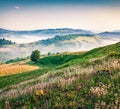 Blooming white flowers in the summer mountains. Amazing morning view of Borzhava ridge, Carpathian mountains, Ukraine, Europe. Bea