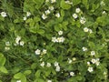 Blooming white flowers of wild strawberries with yellow centers. Royalty Free Stock Photo