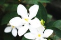 Blooming White Gardenia Flower Blossom Royalty Free Stock Photo