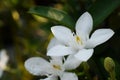 Blooming White Gardenia Flower Blossom Royalty Free Stock Photo