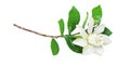 Blooming White Gardenia jasminoides or Cape Jasmine Flower, Bud and Leaves Isolated on White Background with Clipping Path Royalty Free Stock Photo