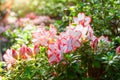 Blooming white gently pink Rhododendron Azalea spring time