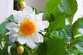 Blooming white Gergina