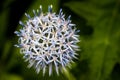 Blooming White Globe Thistle Royalty Free Stock Photo