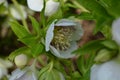 Blooming White Helleborus Flower in a Garden