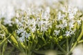 Blooming white hyacint bulb field with Close up Royalty Free Stock Photo