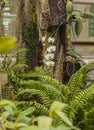 Blooming orchids phalaenopsis in the greenhouse