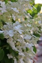 Blooming white hydrangea, flowers of white hydrangea, plant with white flowers, beautiful flowery bush