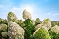 Blooming white Hydrangea or Hortensia flowers