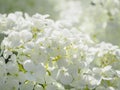 Blooming white hydrangeas. Close-up. White flower hygrangea. Floral background with sun light. Royalty Free Stock Photo