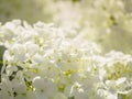 Blooming white hydrangeas. Close-up. White flower hygrangea. Floral background with sun light. Royalty Free Stock Photo