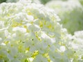 Blooming white hydrangeas. Close-up. White flower hygrangea. Floral background with sun light. Royalty Free Stock Photo