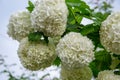 Blooming white hydrangeas Hydrangea arborescens , white blossoms in the garden. White bush with green leaves against blue sky
