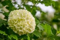 Blooming white hydrangeas Hydrangea arborescens , white blossoms in the garden. White bush with green leaves