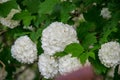 Blooming white hydrangeas Hydrangea arborescens , white blossoms in the garden. White bush with green leaves