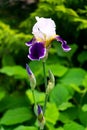 Blooming white iris with purple lower petals on a flower bed in a summer garden