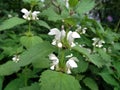Blooming white Lamium album, commonly called white nettle or white dead-nettle Royalty Free Stock Photo