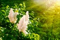 Blooming white lilac on background green lawn