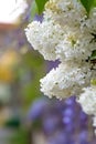 Blooming white lilac branch in springtime. A branch lilac blossoms.