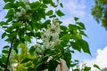 Blooming white lilac bush with green leaves and white flowers against a blue cloudy sky Royalty Free Stock Photo