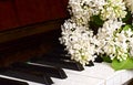 Blooming white lilac on piano