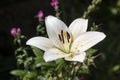 Blooming white lilies under the sun rays on the flower bed in the garden. Royalty Free Stock Photo