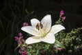 Blooming white lilies under the sun rays on the flower bed in the garden. Royalty Free Stock Photo