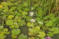 Blooming white lilies in the water. Royalty Free Stock Photo