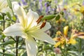 Blooming white Lily. Close up. Selective focus