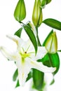 Blooming white lily closeup on white background Royalty Free Stock Photo