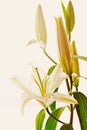 Blooming white lily closeup on white background Royalty Free Stock Photo